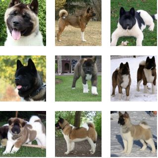 Poze Caine Akita American Toate Animalele