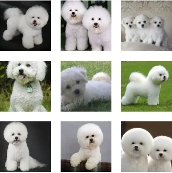poze caine bichon frise
