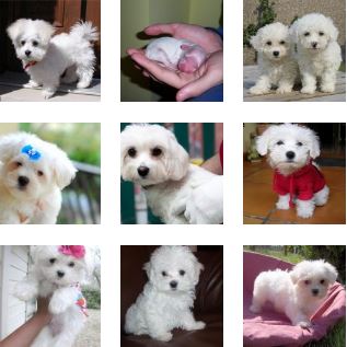 Poze Bichon Maltez Toate Animalele