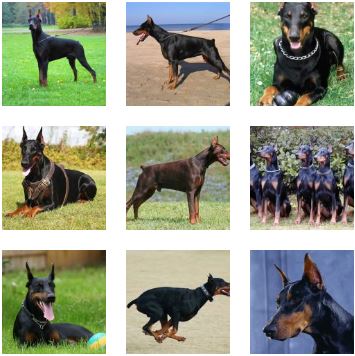 Poze Dobermann Toate Animalele