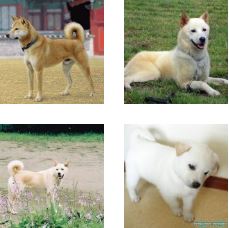 poze jindo