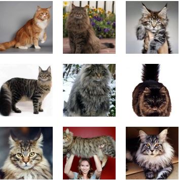 Poze Pisica Maine Coon Toate Animalele