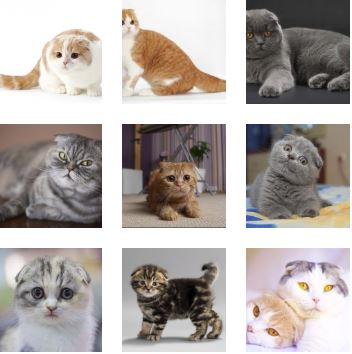 Poze Pisica Scottish Fold Toate Animalele