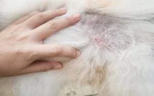 Malassezioza canina