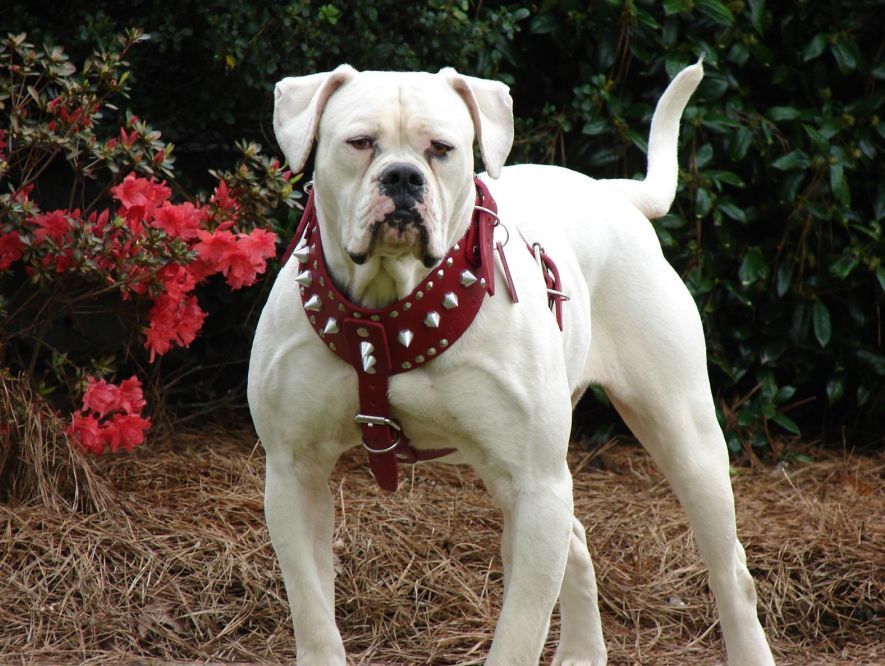 American-Bulldog-caine