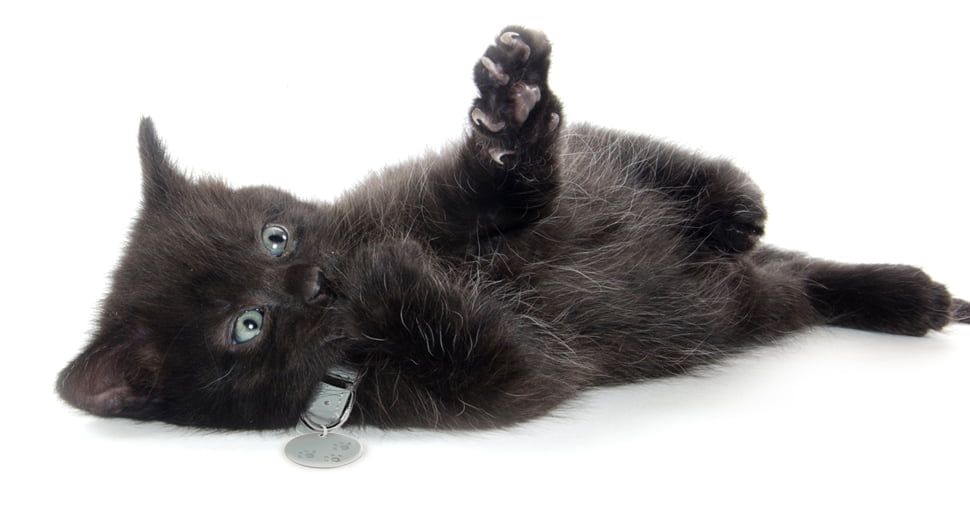 pisica American-Shorthair neagra