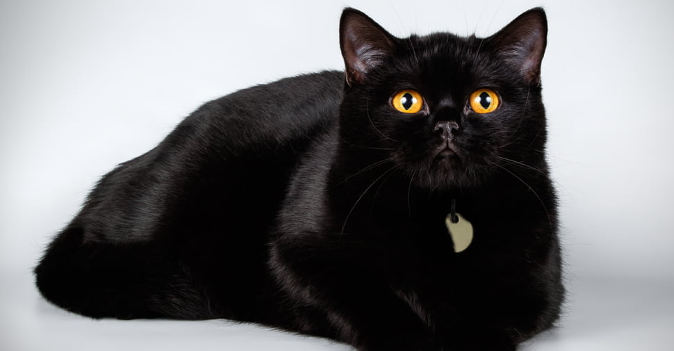 pisica Britsh-Shorthair_neagra