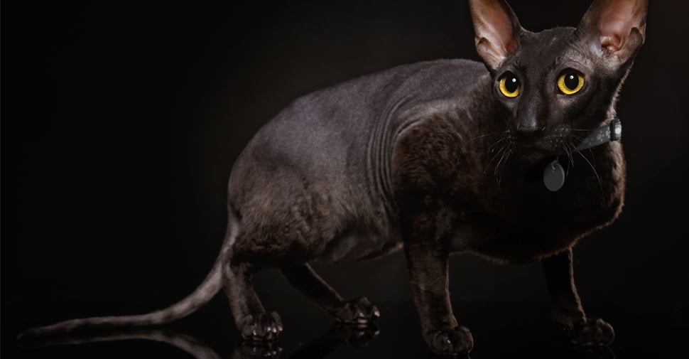 pisica Cornish-Rex_neagra