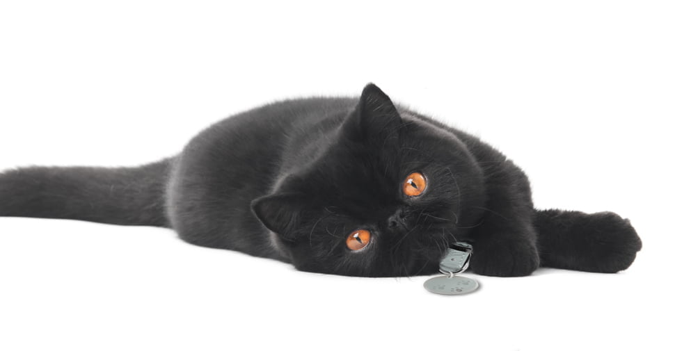 pisica Exotic neagra
