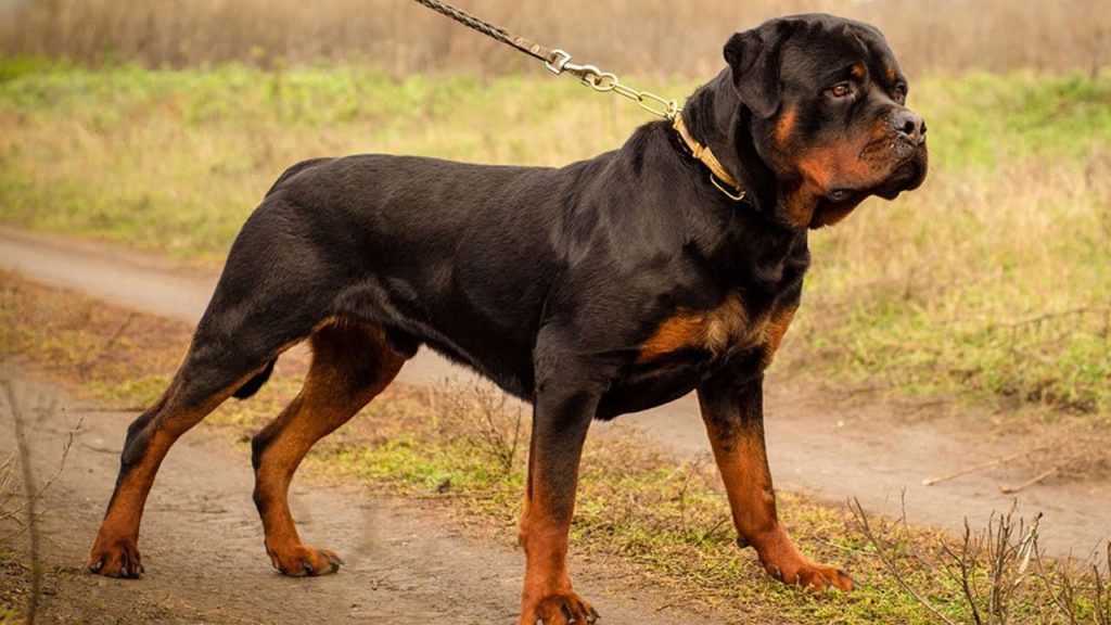 Rottweiler caine de paza