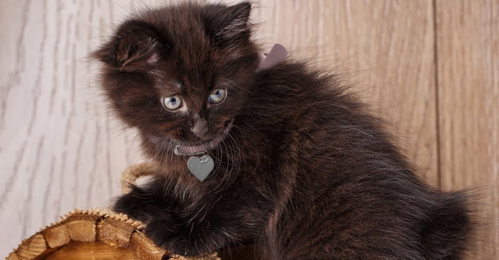 american bobtail
