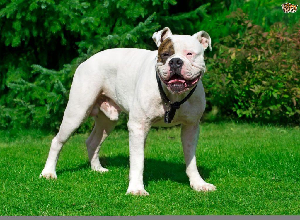 american-bulldog-mascul