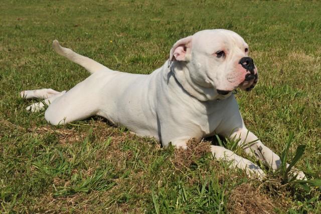american-bulldog-pui-alb