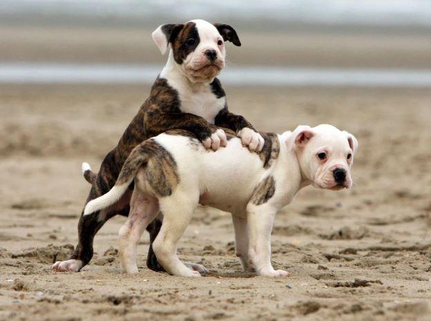 american-bulldog-pui-mici