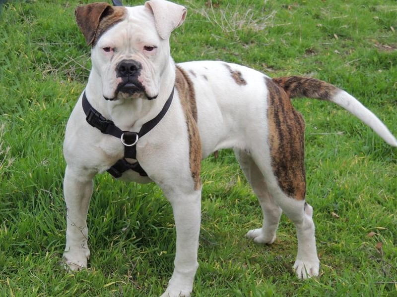 amerikan-bulldog-yavru