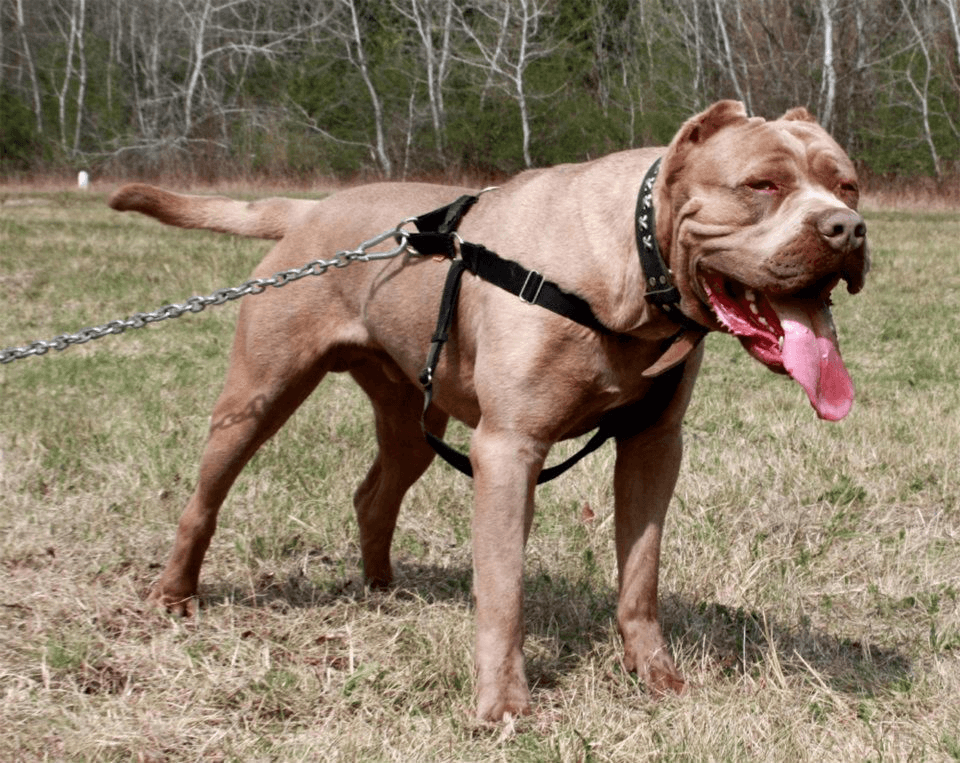 caine bandog