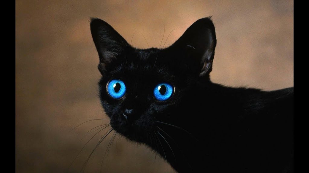ojos ajules cat