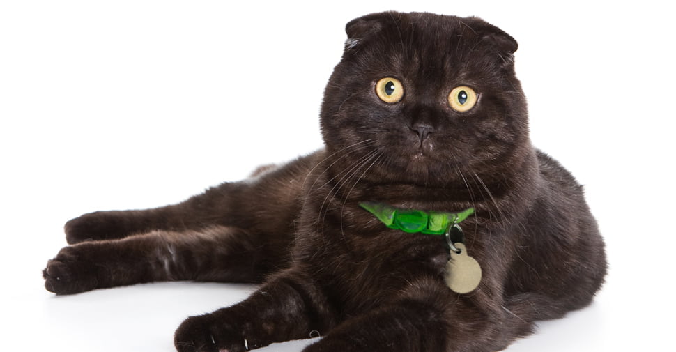 pisica Scottish Fold_neagra