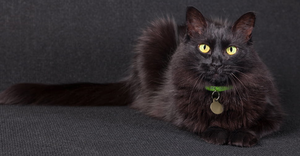pisica angora turceasca neagra