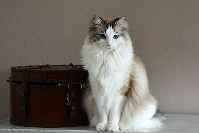 pisici mari ragdoll