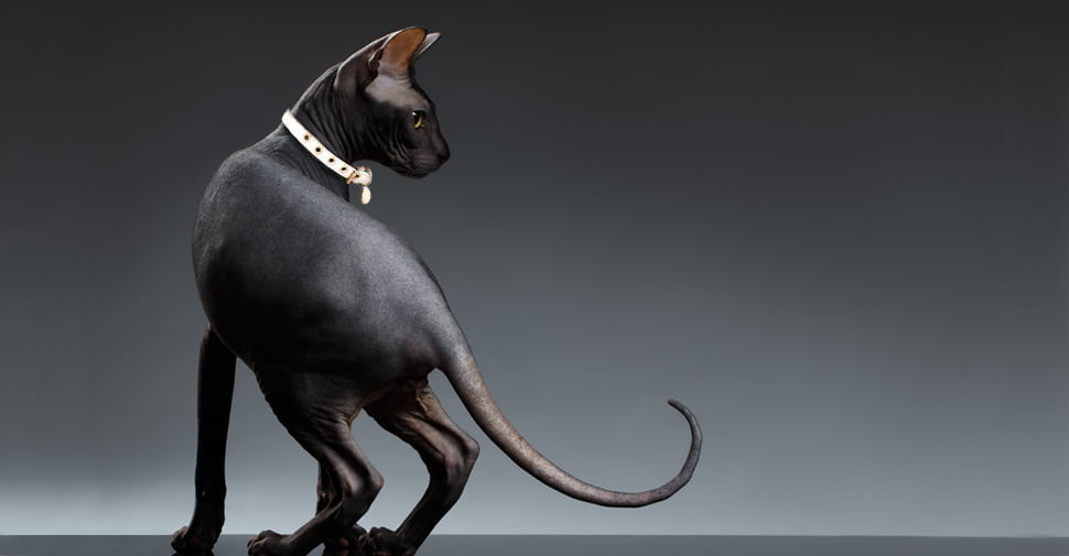 pisica sphynx neagra