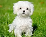 bichon 160x130