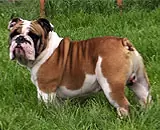 Caine Bulldog