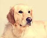 Caine Golden