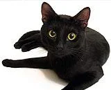 Pisici Negre