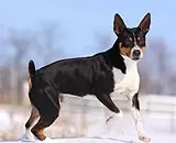 Terrieri