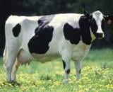 vaca