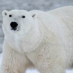 polar bear 404314 1280 e1553768478877