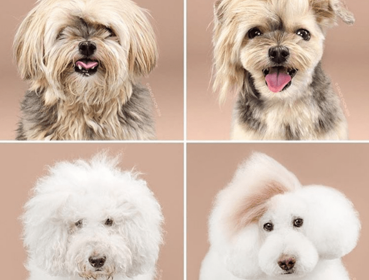 dogs