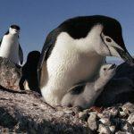 pingu3primA