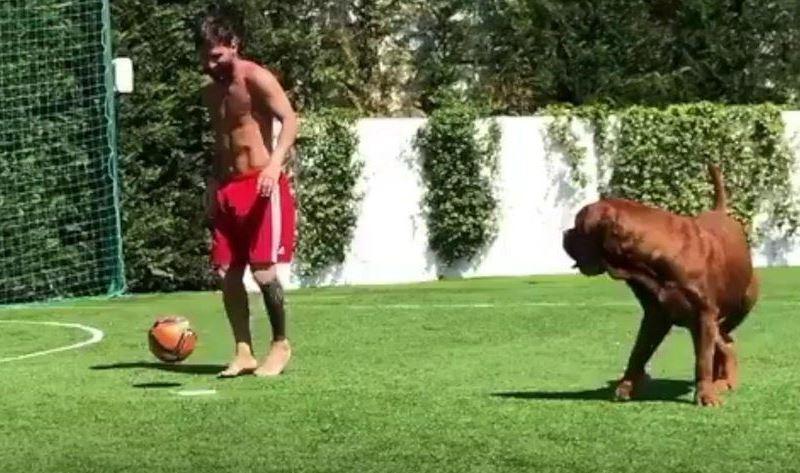 lionel messi mastif
