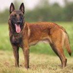 rasa caini ciobanesc Belgian malinois