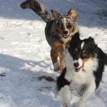 dogs gea62fd946 1920