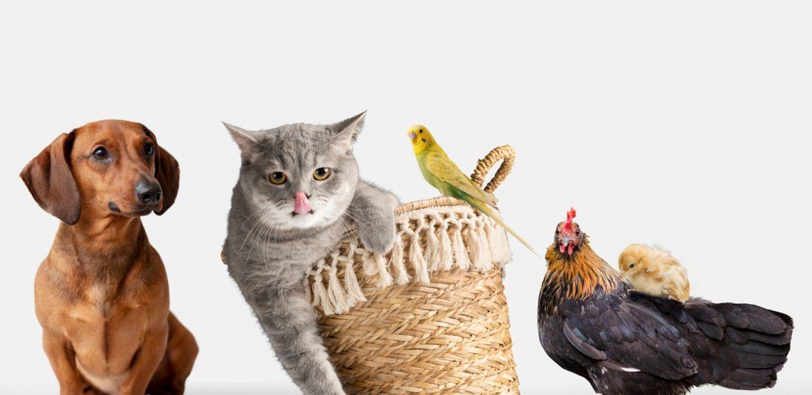 cute animals group white background