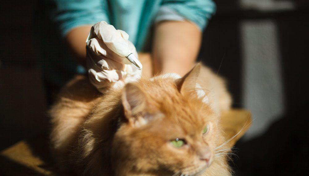 cat,at,the,veterinarian,,deworming,,immunization
