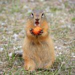 Marmots