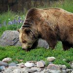 Grizzly Bear