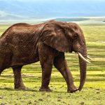elephants