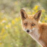 Foxes