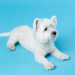 West highland white terrier