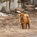 chow chow