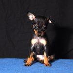 russkiy toy terrier
