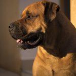mastiff englezesc