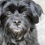 Affenpinscher - Rasă de Câine Inteligentă și Curajoasă