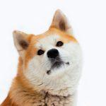 mikhail vasilyev hpvgq2bijbw unsplash