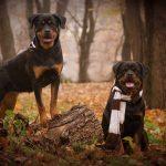 de ce innebunesc rottweiler